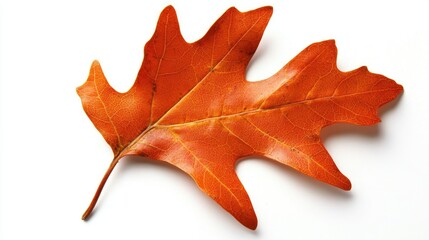 Fototapeta premium Single vibrant orange oak leaf displayed against a pristine white background, showcasing intricate shapes and textures of its veins and edges.