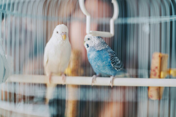 Two parrots with vibrant plumage sit perched inside a cage, exuding tranquility and companionship. Ideal for illustrating themes of pet care, home decor, and avian beauty.