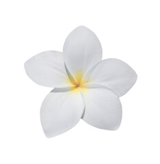 Fototapeta premium Plumeria or Frangipani or Temple tree flower. Close up white-yellow plumeria flowers bouquet isolated on transparent background. 