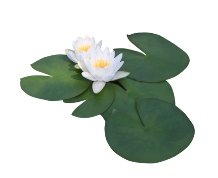 Lotus or Water lily or Nymphaea flower. Close up white lotus flower on lotus leaves isolated on transparent background.	