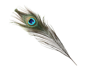 Obraz premium One beautiful peacock feather isolated on white