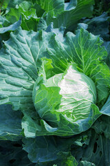 Obraz premium Fresh green cabbage growing in a lush vegetable garden during the daytime
