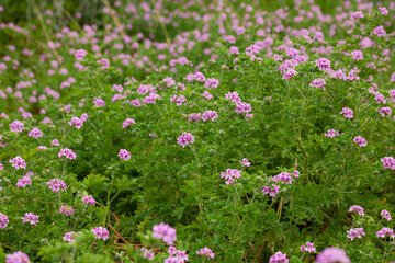 Fototapeta premium Beautiful flowers of grassy plant violet Geranium meadow outdoor