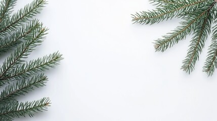 Obraz premium Isolated green fir branches arranged on a light white background, showcasing their fresh needles and natural texture.