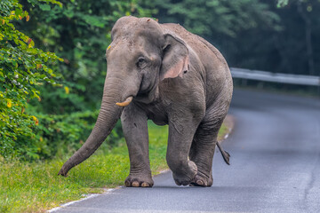 Obraz premium Elephants are large mammals and are the largest land animals. Wild elephants eat plants. They are big, have a small head, big legs, and have a trunk that reaches to the ground. That trunk is the nose