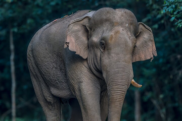 Fototapeta premium Elephants are large mammals and are the largest land animals. Wild elephants eat plants. They are big, have a small head, big legs, and have a trunk that reaches to the ground. That trunk is the nose