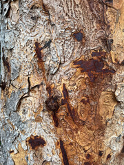 texture of old tree trunk