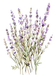 Obraz premium Watercolor Purple Gypsophila Isolated on White Background. Beautiful Gypsophila Flower