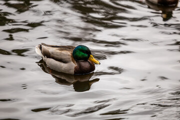 Mallard Duck Swimming in Tranquil Water on Vancouver Island