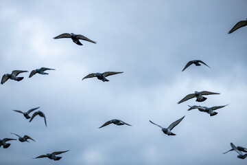 Fototapeta premium Flock of Pigeons Soaring Against a Cloudy Sky