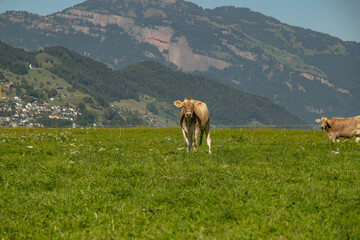 Cows in a mountain field. Cow at alps. Brown cow in front of mountain landscape. Cattle on a...