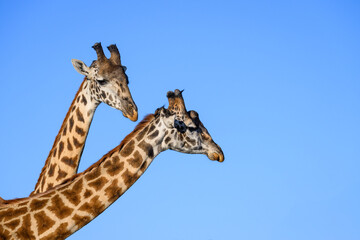 Obraz premium Closeup of two Maasai giraffes necking, portrait against a blue sky, Mara Conservancy, safari tourism game drive in Kenya, Africa 
