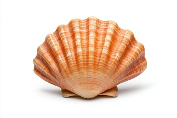 Obraz premium Fresh Ridged Scallop Shell Isolated with Elegant Texture Detail