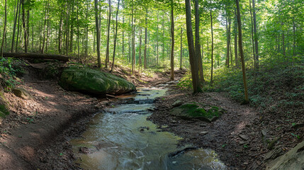 Obraz premium Serene forest path surrounded by trees and fallen leaves during twilight hours