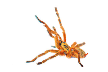 Usambara Orange Baboon Tarantula (Pterinochilius murinus)
