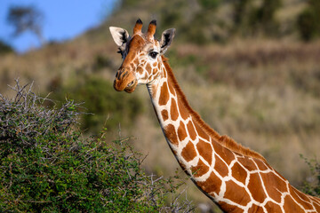 Obraz premium Reticulated giraffe grazing on a bush in a hilly landscape, Lewa Conservancy, safari game drive, Kenya, Africa 