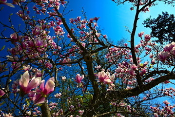 Magnolia