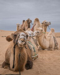 Close un portrait of the three funny camels in desert of Inner Mongolia, China