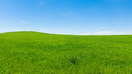 Fototapeta premium Sunny countryside landscape with green grass and blue sky with fluffy clouds