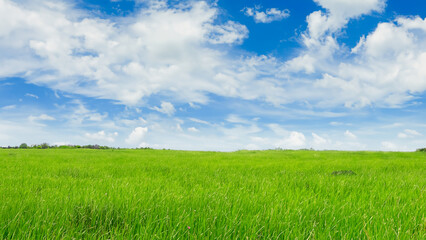 Sunny countryside landscape with green grass and blue sky with fluffy clouds
