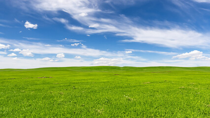 Obraz premium Sunny countryside landscape with green grass and blue sky with fluffy clouds