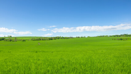Obraz premium Sunny countryside landscape with green grass and blue sky with fluffy clouds