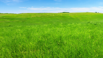 Fototapeta premium Sunny countryside landscape with green grass and blue sky with fluffy clouds
