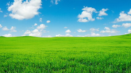Obraz premium Sunny countryside landscape with green grass and blue sky with fluffy clouds