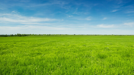 Obraz premium Sunny countryside landscape with green grass and blue sky with fluffy clouds