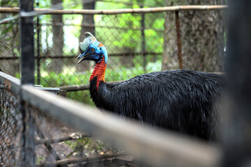 Fototapeta premium Portrait of Cassowary Walking on Ground at Zoo Cage