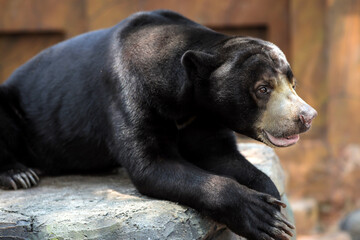 Asian Sun Bear or Honey Bear Lying on a Rock, Lives in Zoo

