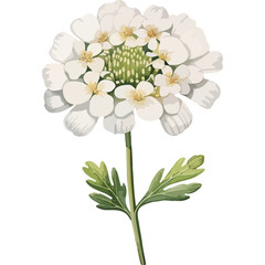 white flower isolated on white background