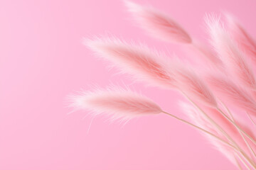 Obraz premium Soft Pastel Pampas Grass in Gentle Light 