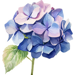 blue flowers isolated on white background