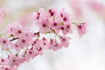 Obraz premium 東京都内の満開の桜