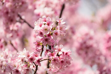 Obraz premium 東京都内の満開の桜