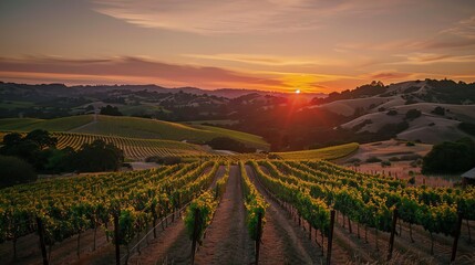 Fototapeta premium A vineyard at sunset in the countryside.