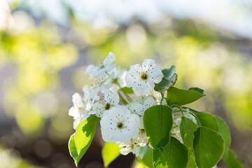 White spring blossom on ornamental tree with green fresh leaves growing and bokeh background