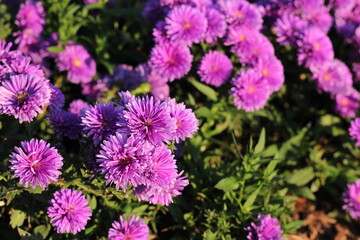 Obraz premium flower