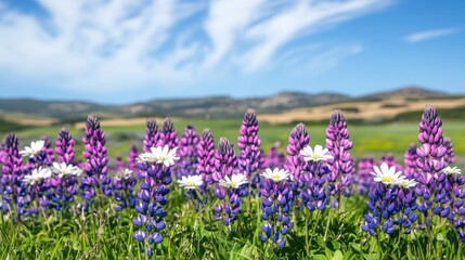 Fototapeta premium Vibrant Wildflower Field Under Blue Sky