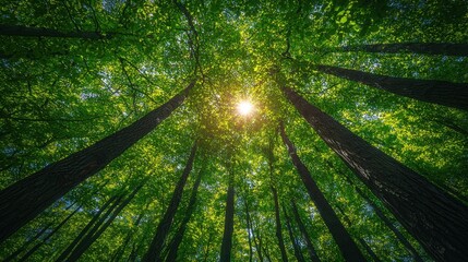 Fototapeta premium Sunlit Canopy Lush Green Forest Tall Trees Nature