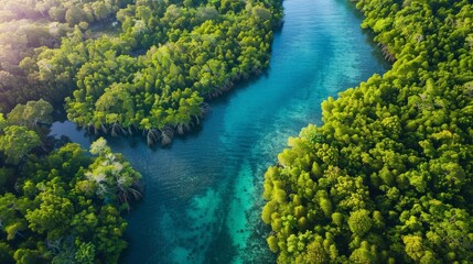 Dense mangrove forest along a coastline, highlighting the crucial role of coastal ecosystems in Earth's biodiversity