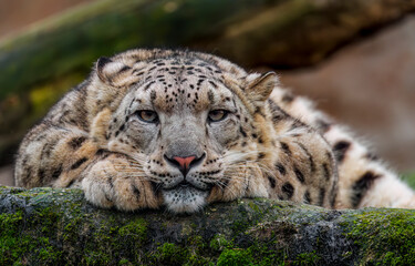 Snow leopard. Snow leopard portrait. Irbis. close up portrait of snow leopard