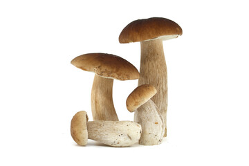 Fresh porcini mushrooms on a white background presented in a group