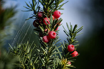 Obraz premium Close-up of bright red taxus baccata berries against a soft background