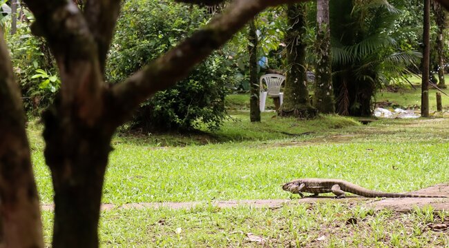 Um lagarto Tei&uacute; em um gramado no jardim de uma casa.