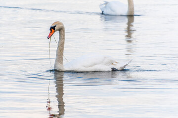 Obraz premium Graceful white Swan swimming in the lake, swans in the wild. Portrait of a white swan swimming on a lake.