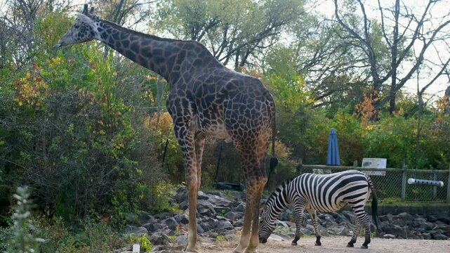 Long neck giraffe in the Pittsburgh Zoo in Pennsylvania