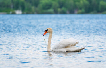Graceful white Swan swimming in the lake, swans in the wild. Portrait of a white swan swimming on a lake.