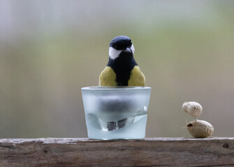 Maise, blaumaise, Vogel, Einheimisch, Winter, 